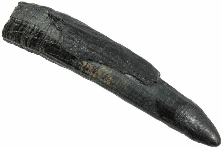 Fossil Pygmy Sperm Whale (Kogiopsis) Tooth - South Carolina #231848